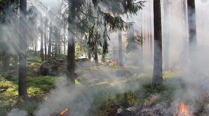 Cabras aliadas contra los incendios forestales