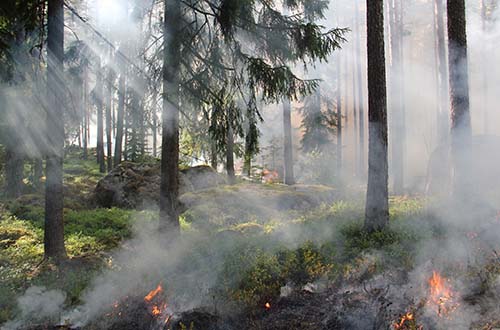 Cabras aliadas contra los incendios forestales