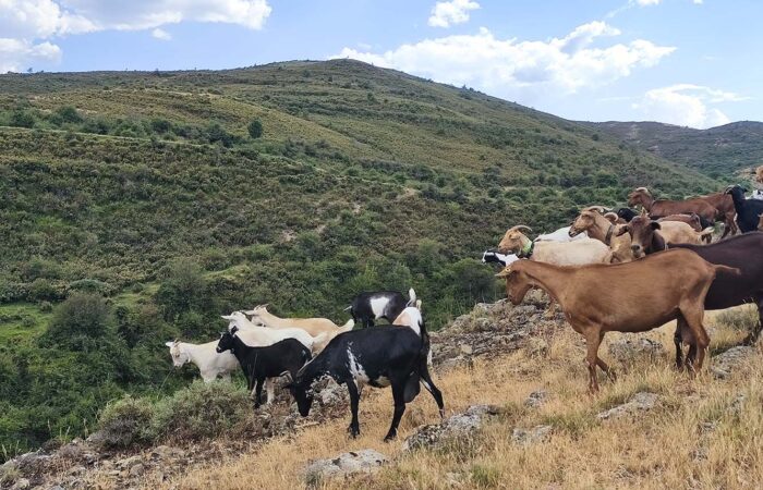Monte del Camero Viejo gestionado mediante pastoreo.