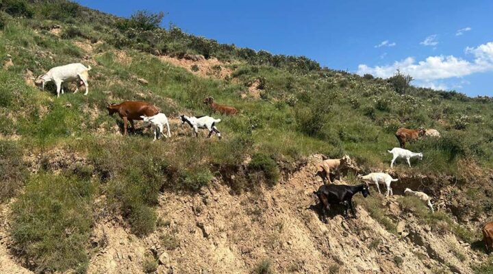 Rebaños de Fuego en el Camero Viejo