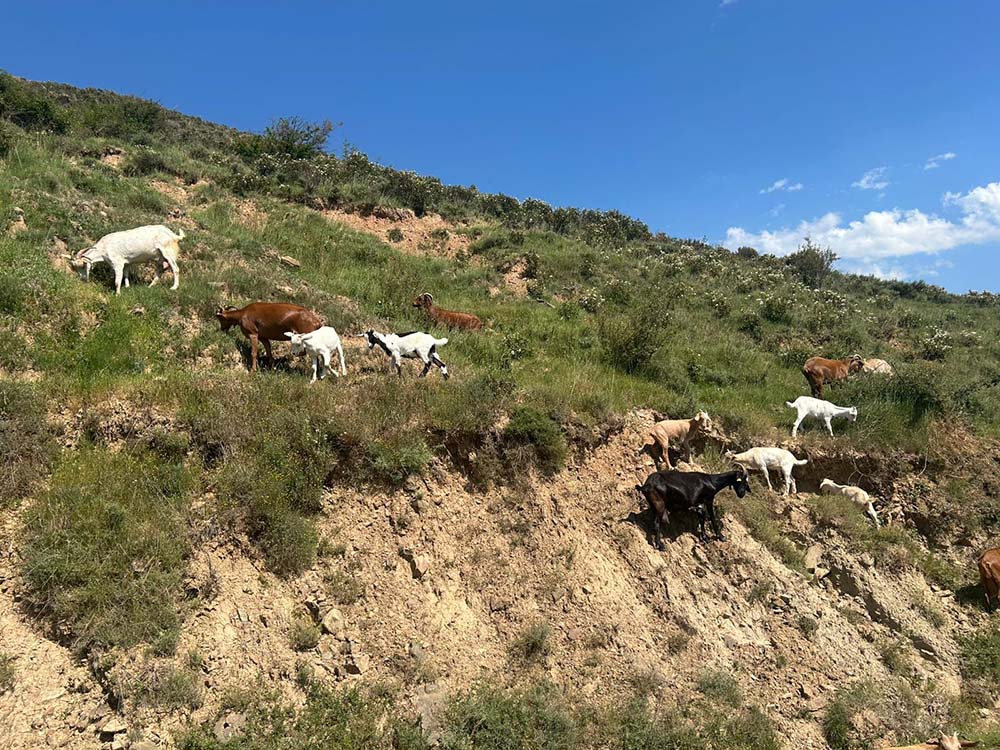 Rebaños de Fuego en el Camero Viejo