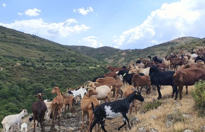 Rebaños de Fuego en el Camero Viejo